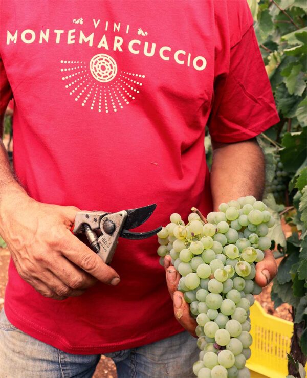 uva bianco alessano