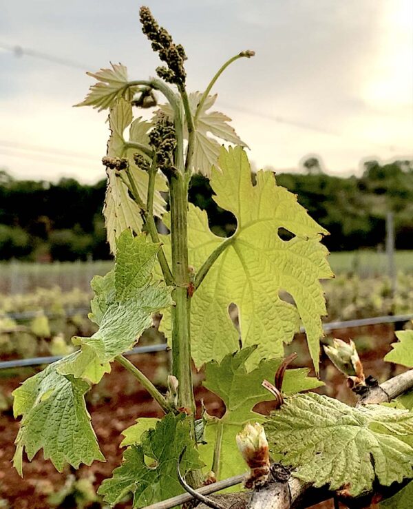 uva minutolo